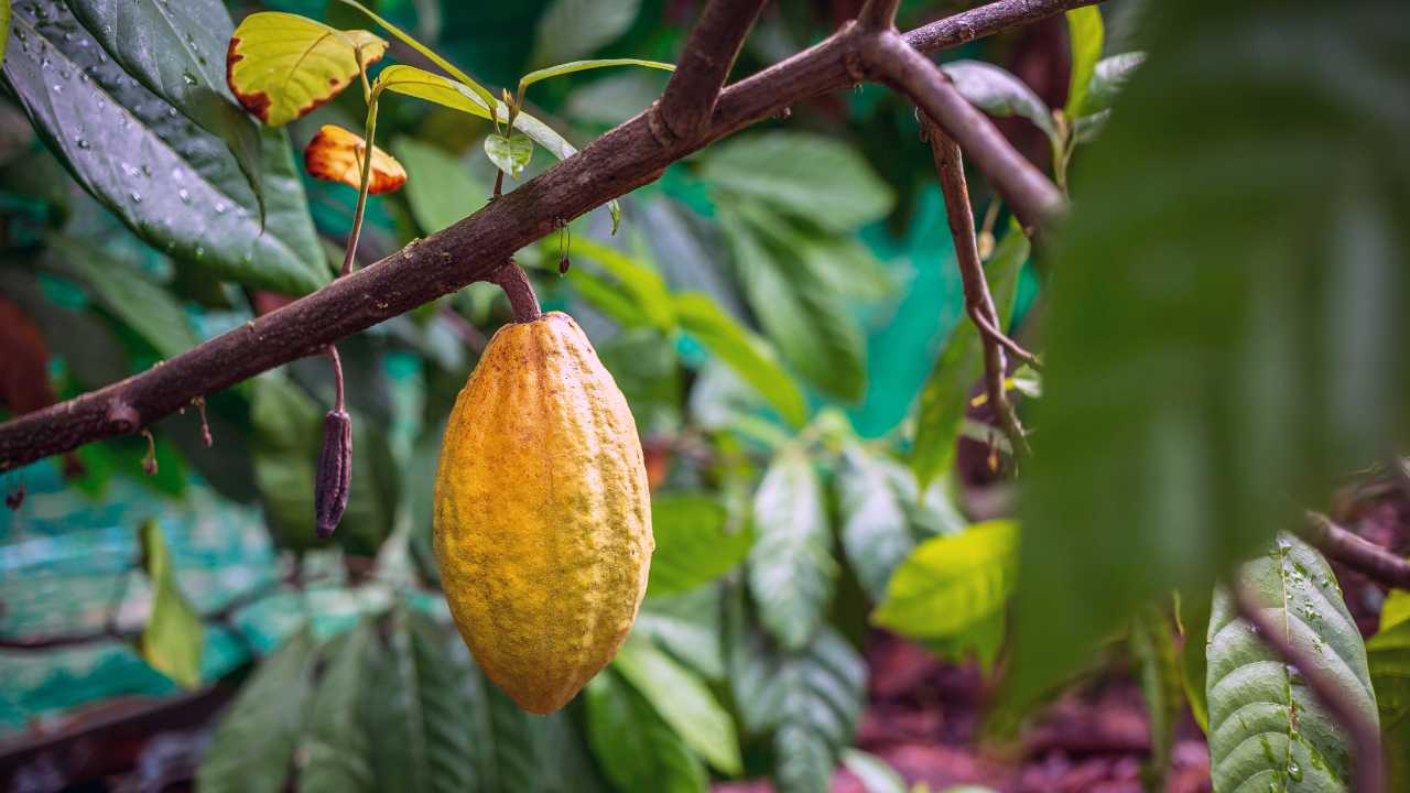 Membangun Masa Depan Kakao di Kabupaten Trenggalek Melalui Inovasi Gropyok Kebun